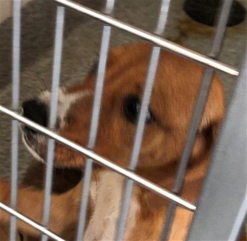 A658553 - Pointer available for adoption