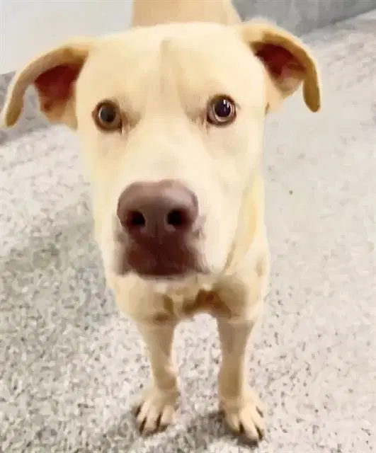 Mouse - Labrador Retriever