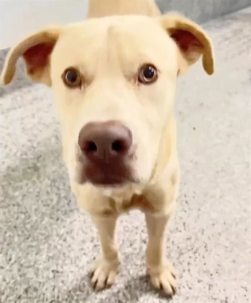 MOUSE, a dog for adoption from Harris County Pets