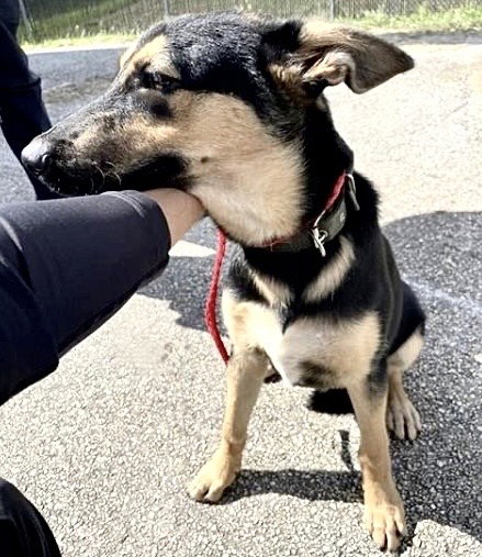 A658547, an adoptable German Shepherd Dog in Houston, TX