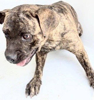 A658595, an adoptable Plott Hound in Houston, TX