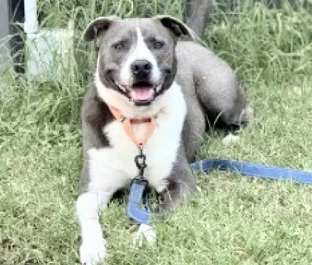 Levi - Staffordshire Bull Terrier
