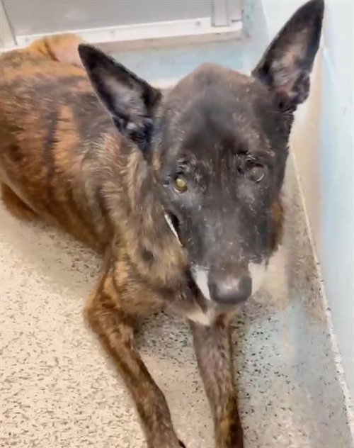 COOKIE, an adoptable Dutch Shepherd in Houston, TX