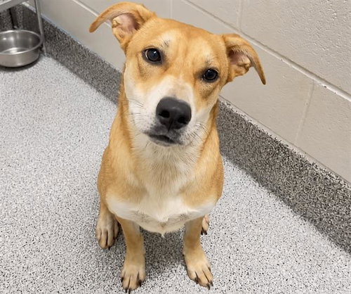 BELLA, a dog for adoption from Harris County Pets