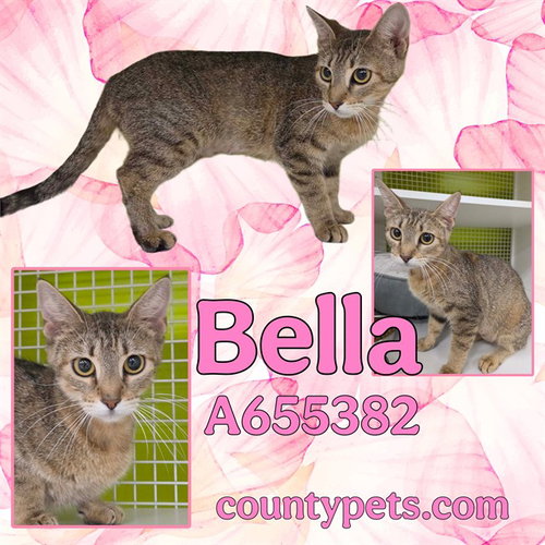 Bella