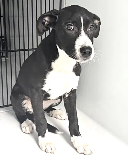 Unknown - Labrador Retriever