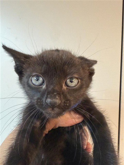 T'Challa