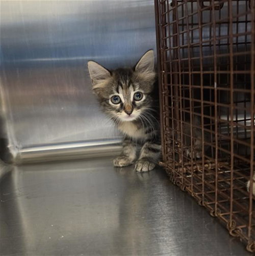 Kitten 2