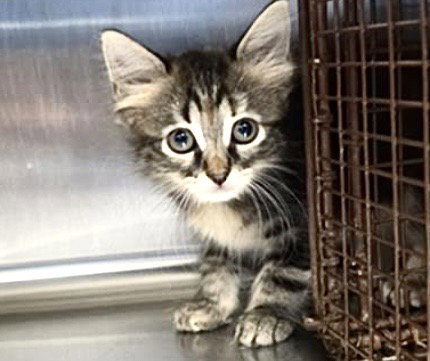 KITTEN 2