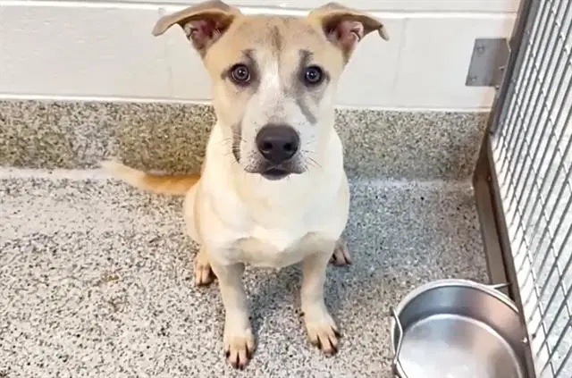 Pepsi - Labrador Retriever