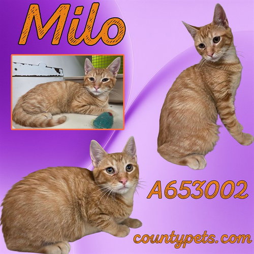 Milo