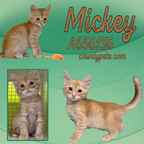 Mickey
