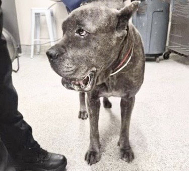 MAKAYDA, an adoptable Cane Corso Mastiff in Houston, TX