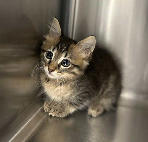 Kitten 4