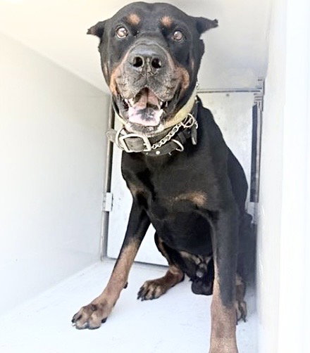 A659001, an adoptable Doberman Pinscher in Houston, TX
