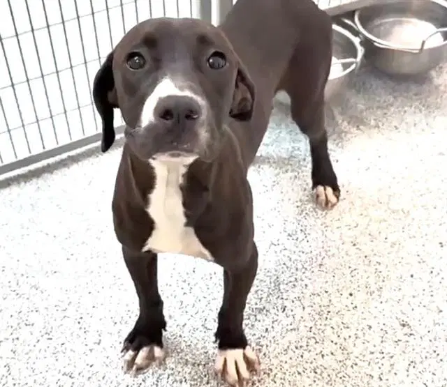 Unknown - Labrador Retriever