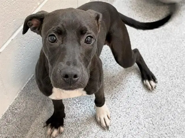 Unknown - Labrador Retriever