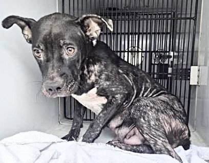 picture of the dog needing adoption
