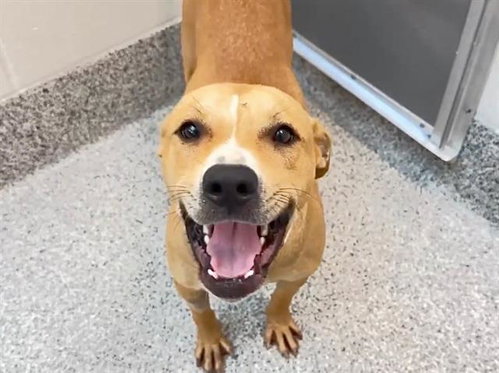 HONEY, a dog for adoption from Harris County Pets