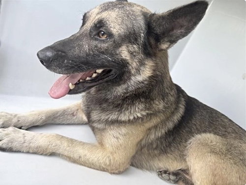 Kaiser