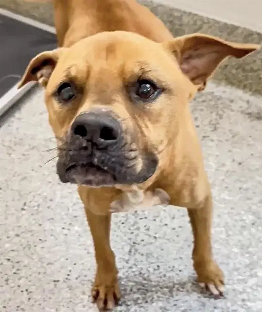 Georgie - Boxer