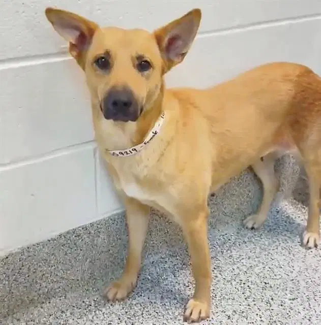 Dally - German Shepherd Dog