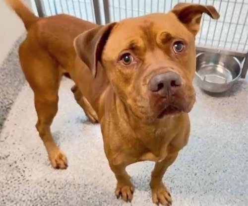 CLIFFORD, a dog for adoption from Harris County Pets