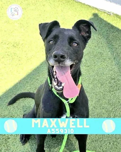 Maxwell - Labrador Retriever
