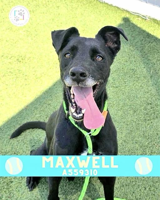 Maxwell