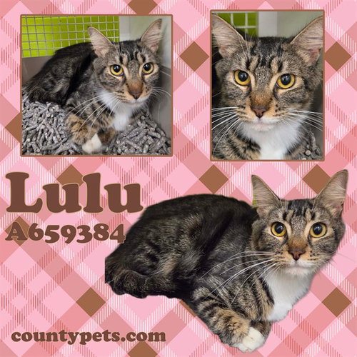 LULU, a cat for adoption from Harris County Pets