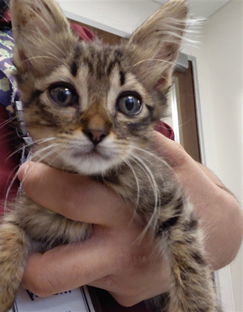 A659390, a cat for adoption from Harris County Pets