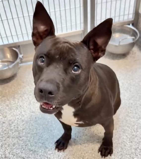 Photo of MIER MAC, an adoptable pet