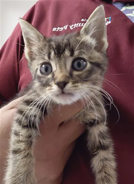 Unknown - Domestic Short Hair