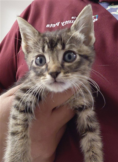 A659516, a cat for adoption from Harris County Pets