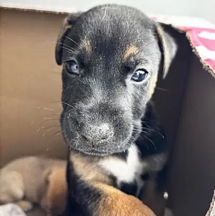 Unknown - Black Mouth Cur