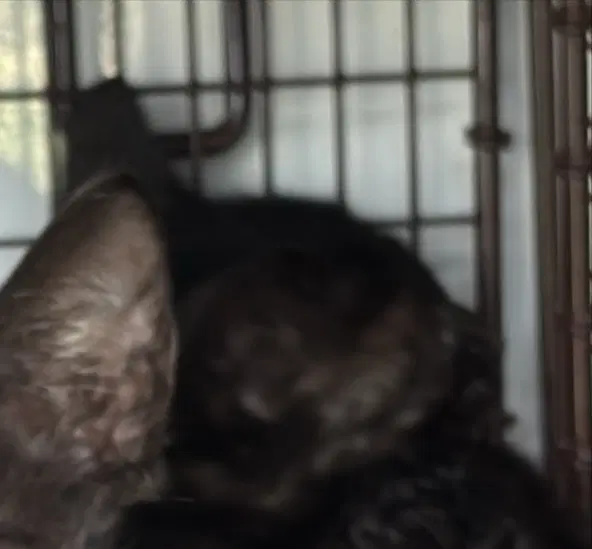 Unknown - Domestic Short Hair