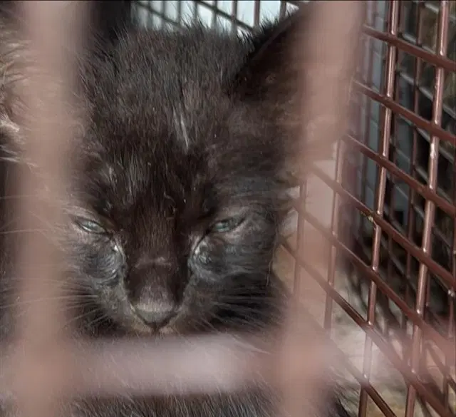 Unknown - Domestic Short Hair
