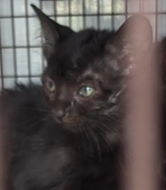 Unknown - Domestic Short Hair