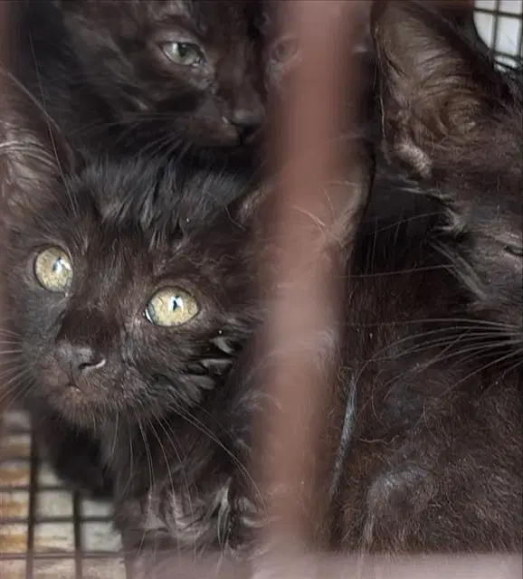 Unknown - Domestic Short Hair
