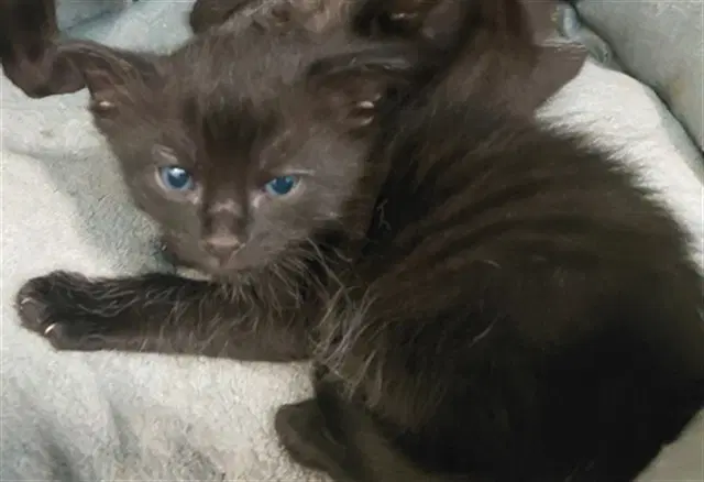 Kit - Domestic Short Hair