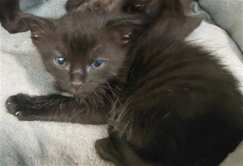 KIT2, a cat for adoption from Harris County Pets