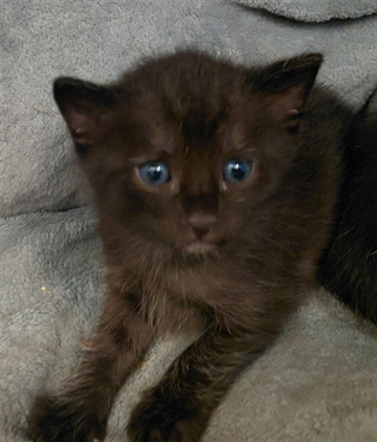 KIT 3