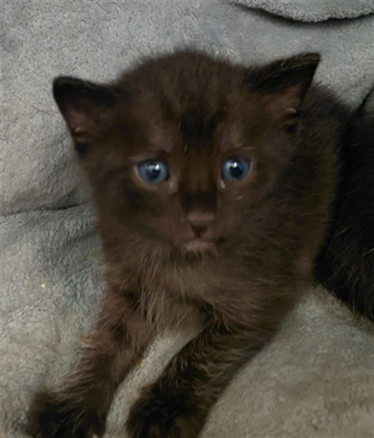 Kit