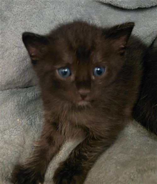 KIT 3, a cat for adoption from Harris County Pets