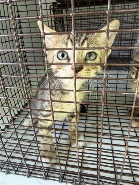 Unknown - Domestic Short Hair