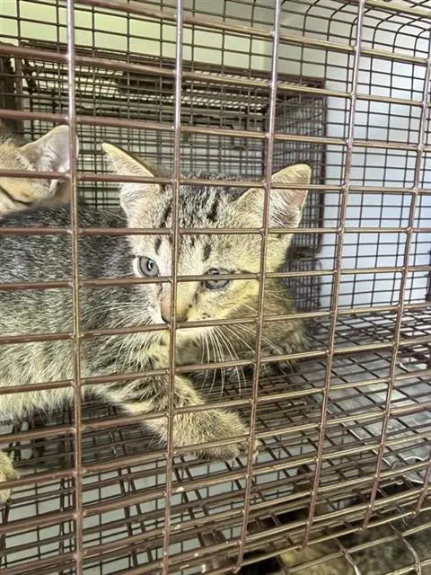 Unknown - Domestic Short Hair