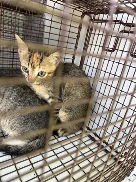Unknown - Domestic Short Hair