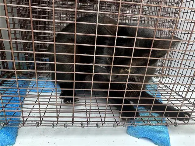 Unknown - Domestic Short Hair