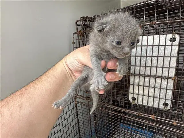 Unknown - Domestic Short Hair