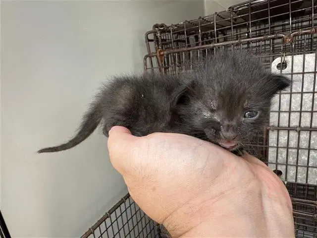 Unknown - Domestic Short Hair